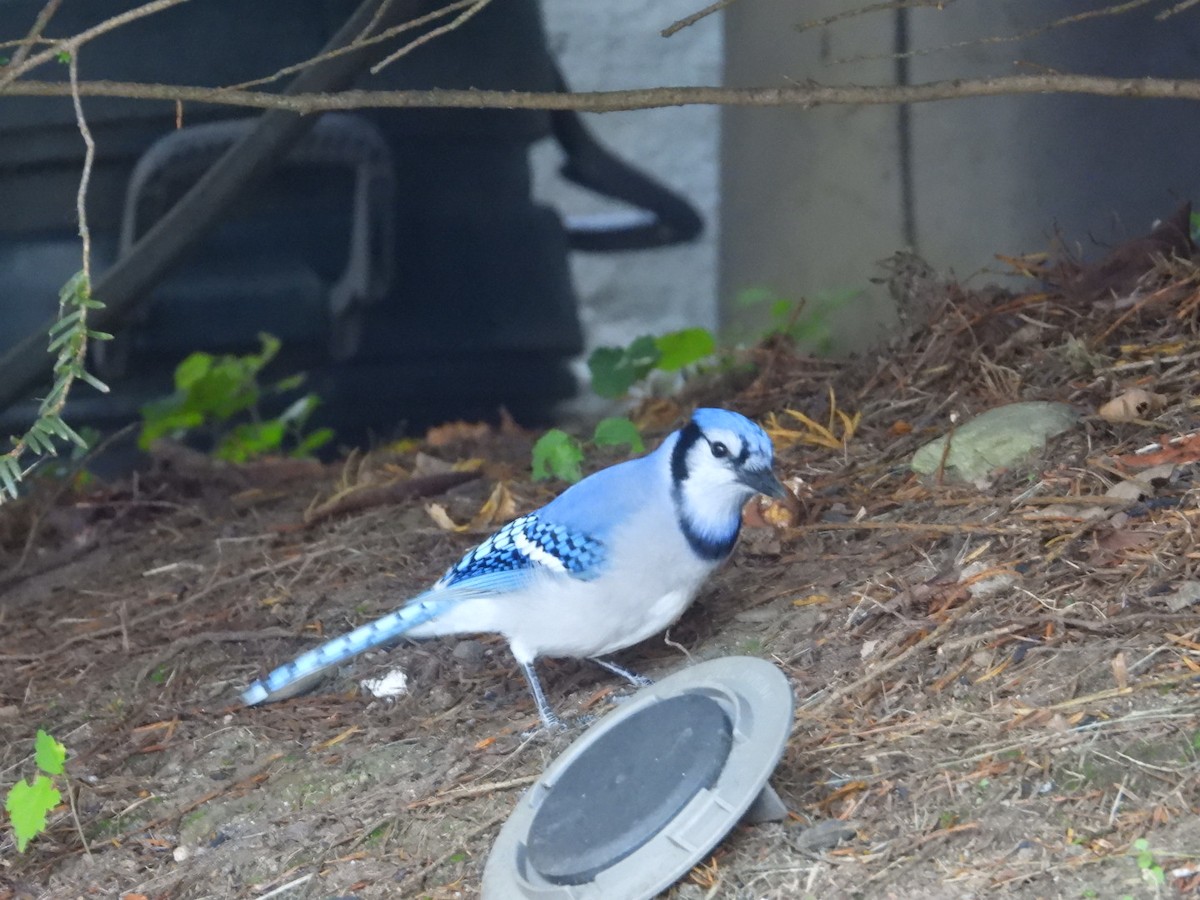 Blue Jay - ML610048122