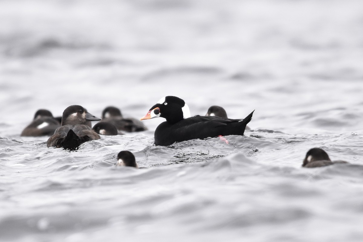 Surf Scoter - ML610048301