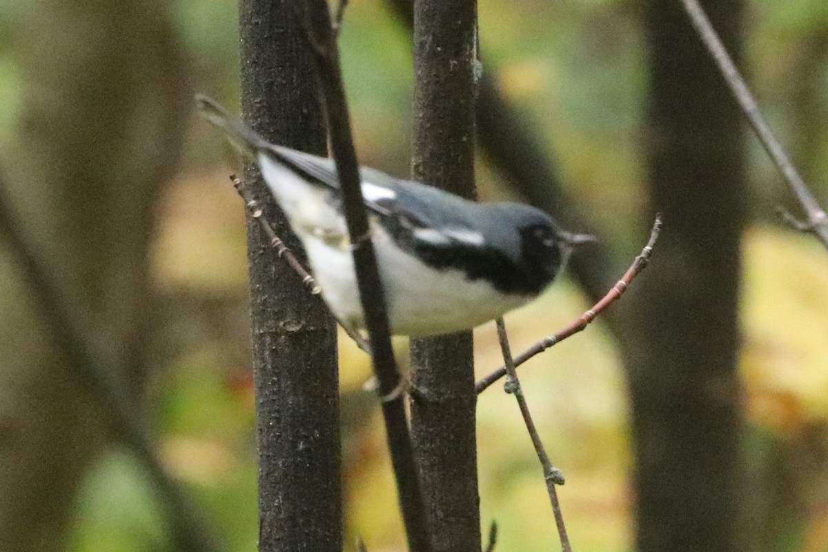 Black-throated Blue Warbler - ML610048412