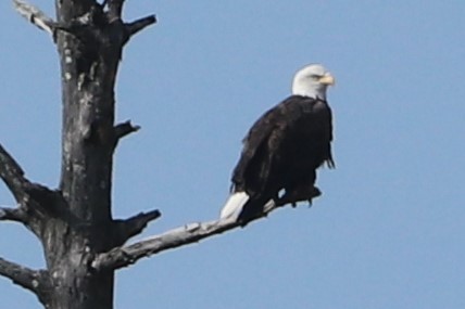 Bald Eagle - ML610048419