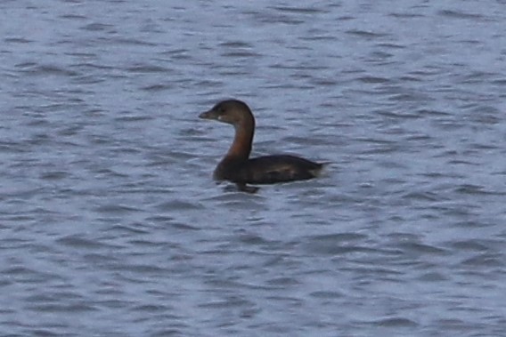 Pied-billed Grebe - ML610048423