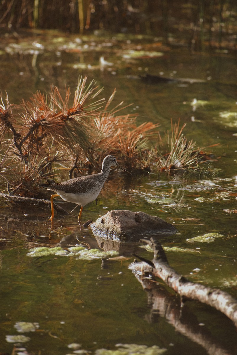 Greater Yellowlegs - Anonymous