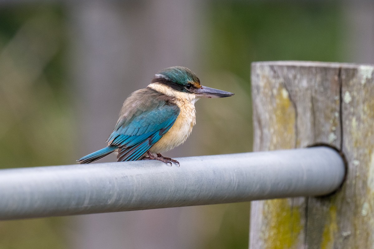 Sacred Kingfisher (Australasian) - ML610048576