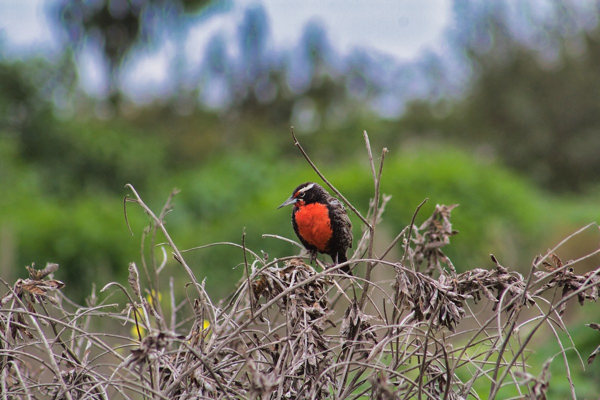 Long-tailed Meadowlark - ML610048693