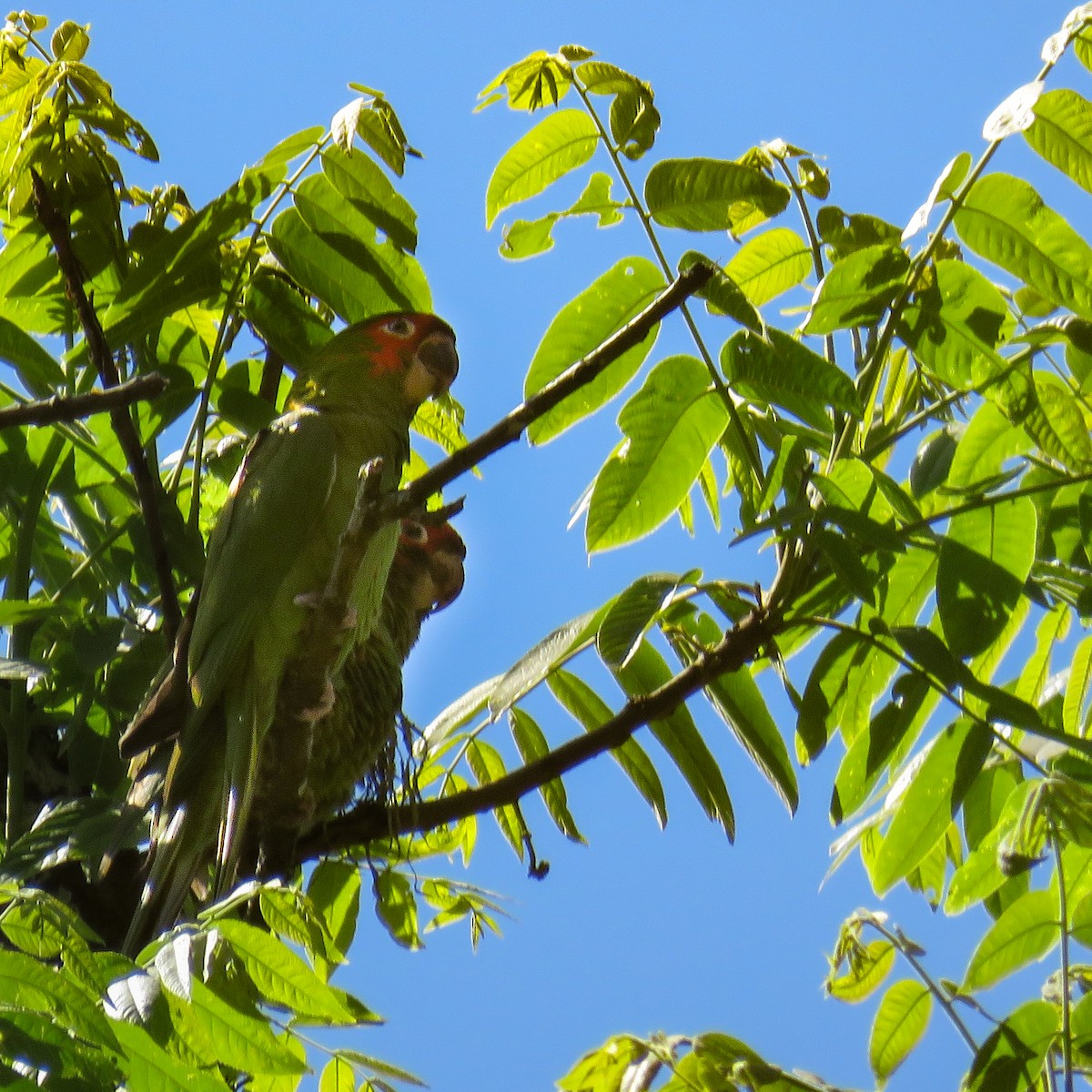 Mitred Parakeet - ML610048695