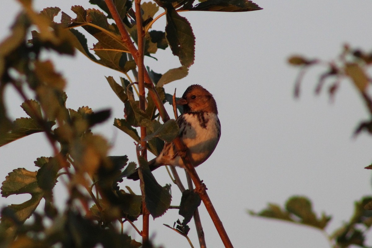 Harris's Sparrow - ML610048770