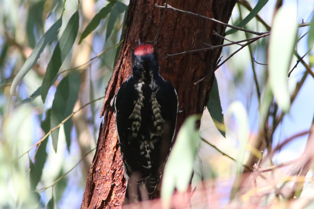 Yellow-bellied/Red-naped Sapsucker - Robert McNab