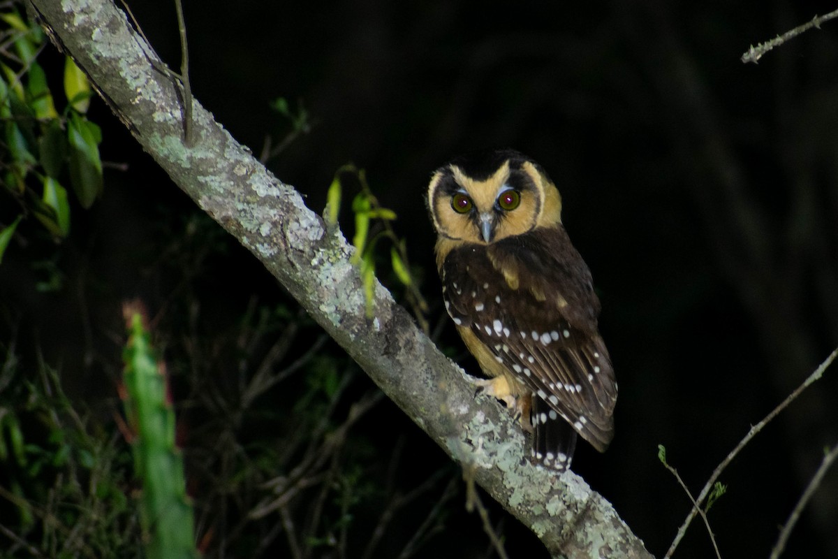 Buff-fronted Owl - ML610048845