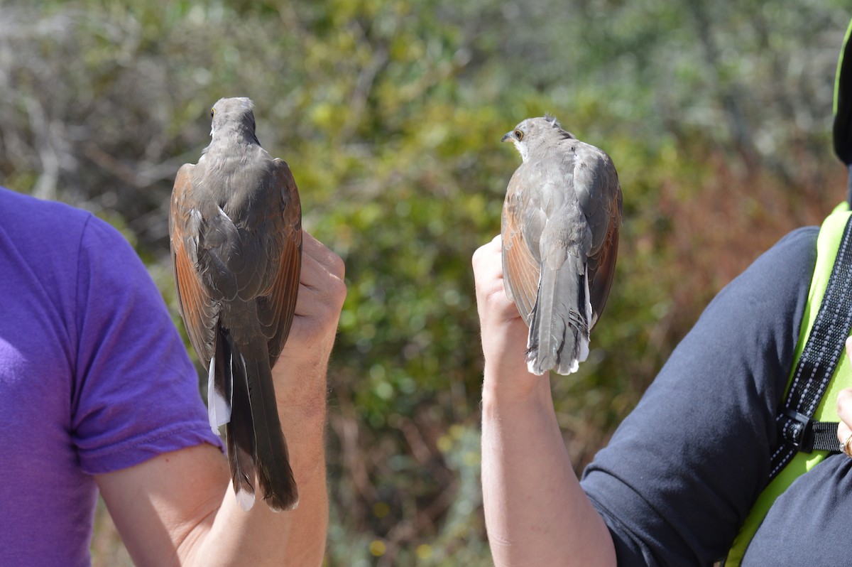 Yellow-billed Cuckoo - ML610048903