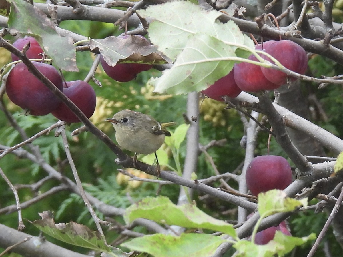 Ruby-crowned Kinglet - ML610048944