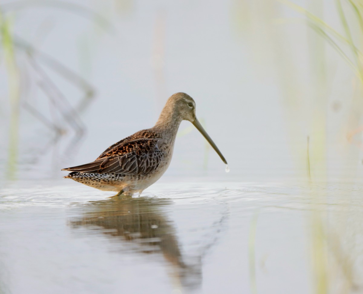 Long-billed Dowitcher - ML610048977