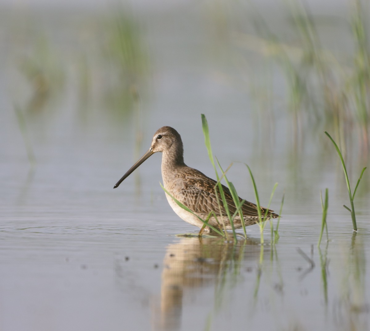 Long-billed Dowitcher - ML610048979