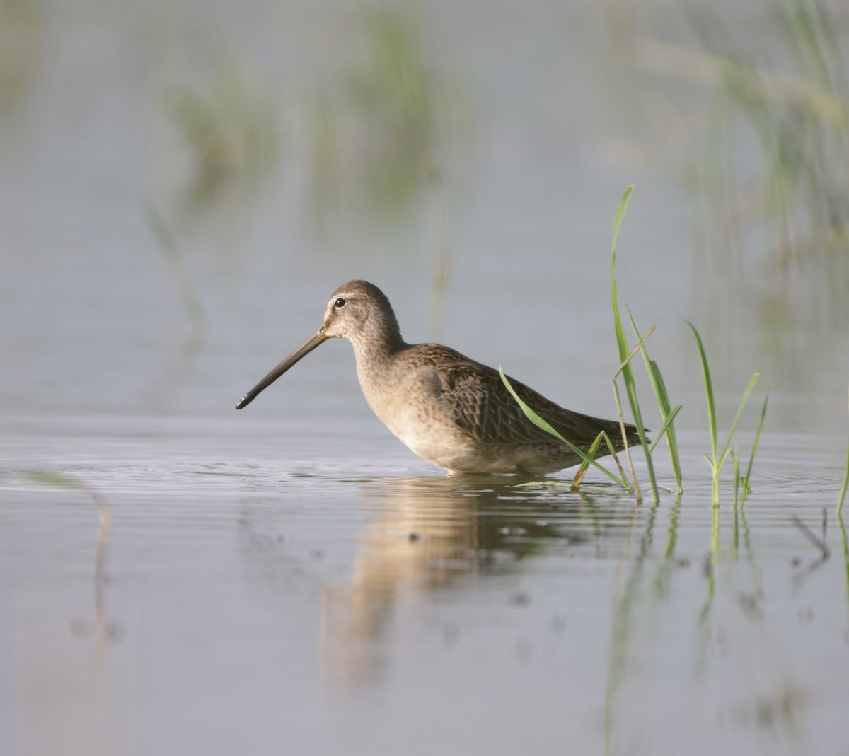 Long-billed Dowitcher - ML610048980