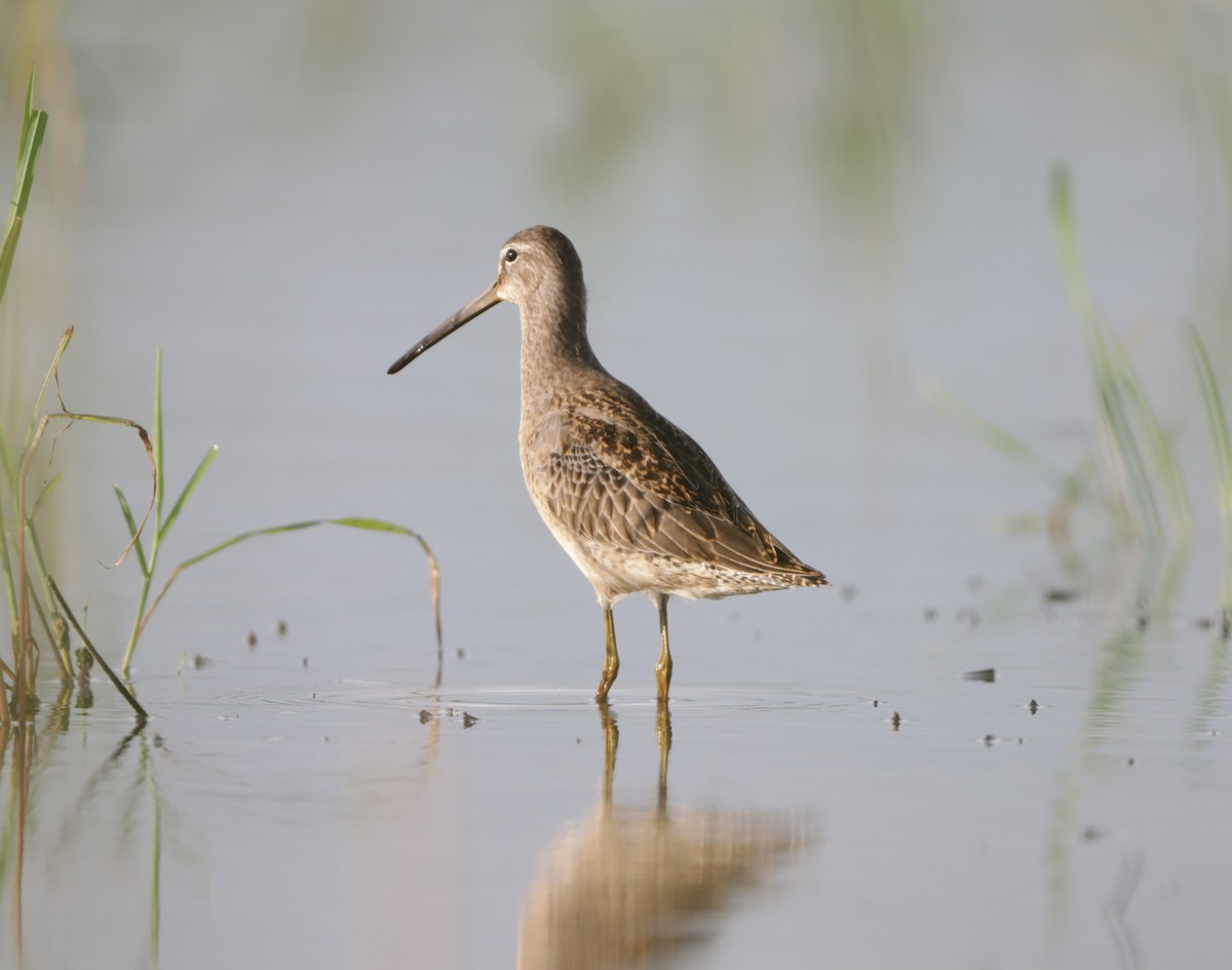 Long-billed Dowitcher - ML610048981