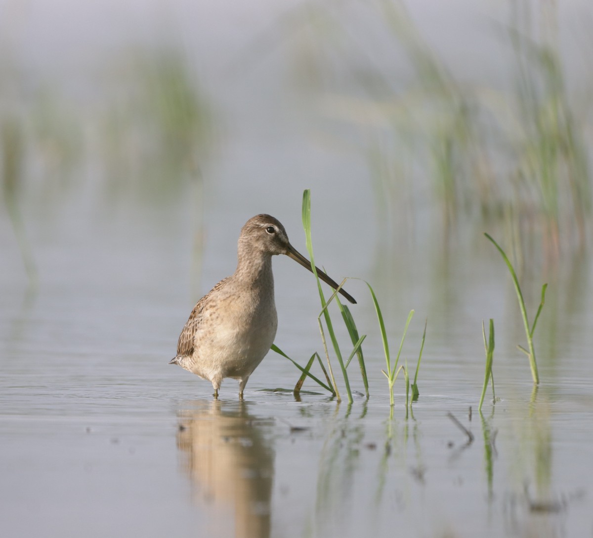Long-billed Dowitcher - ML610048982