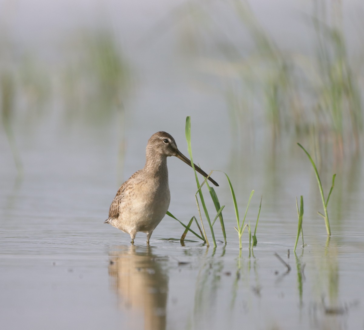 langnebbekkasinsnipe - ML610048982