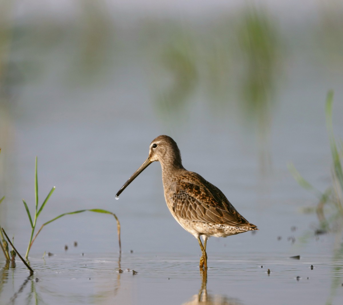 Long-billed Dowitcher - Richard Harris