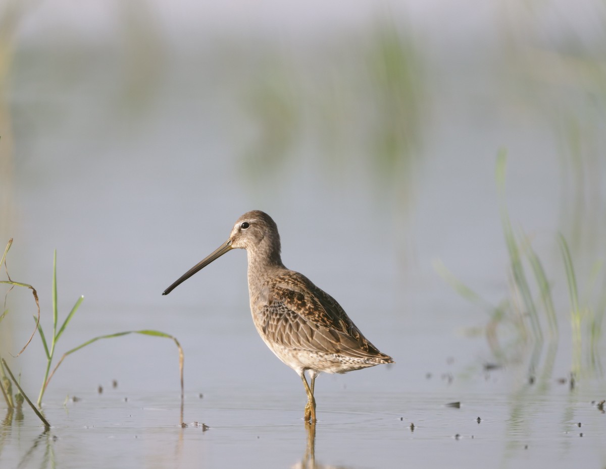 Long-billed Dowitcher - ML610048984