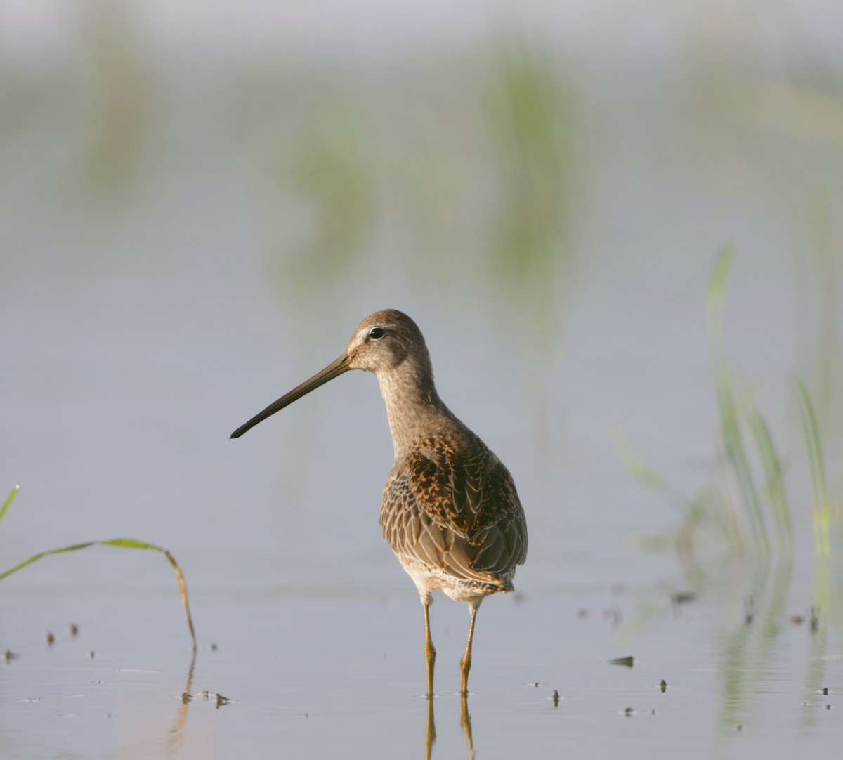 Long-billed Dowitcher - ML610048985