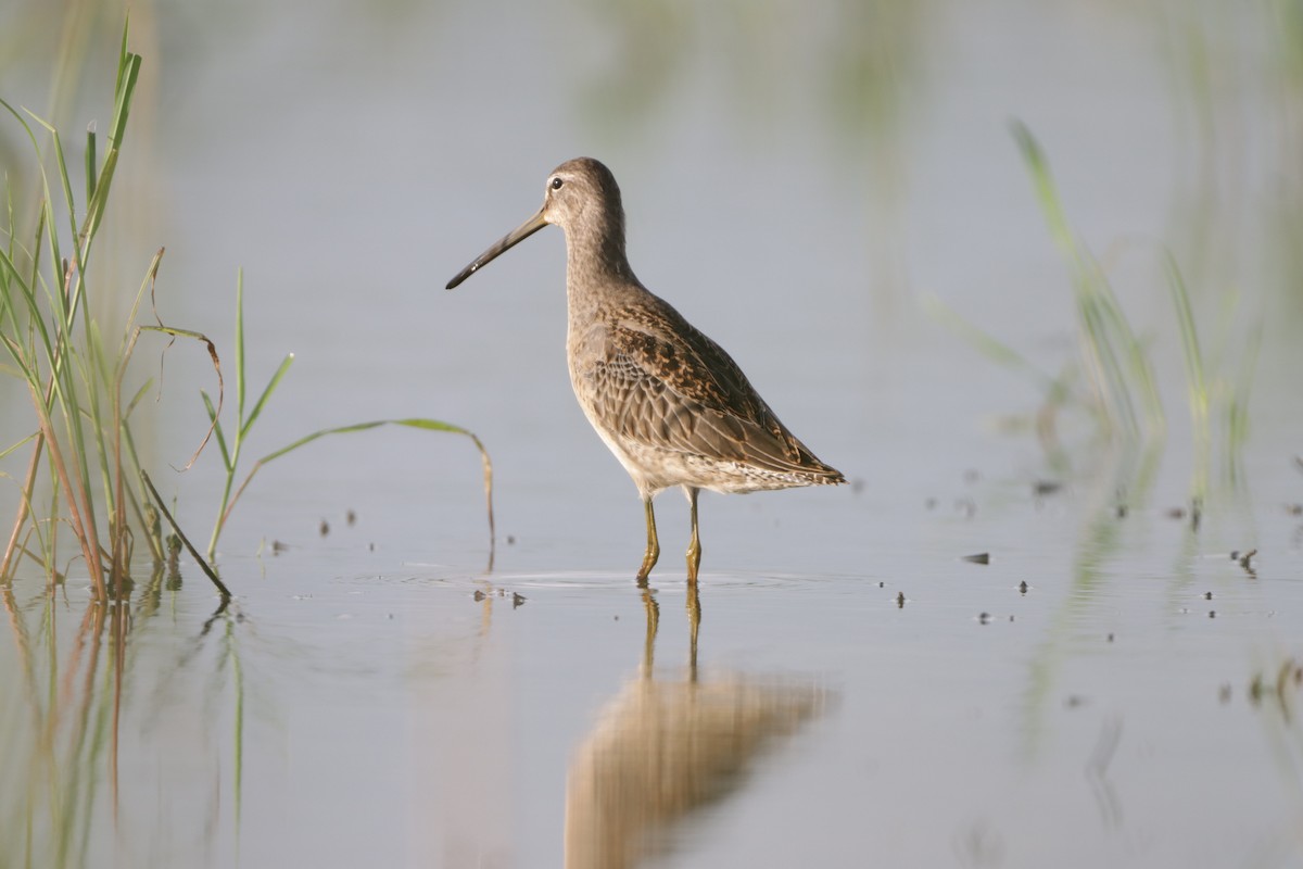 Long-billed Dowitcher - ML610048989