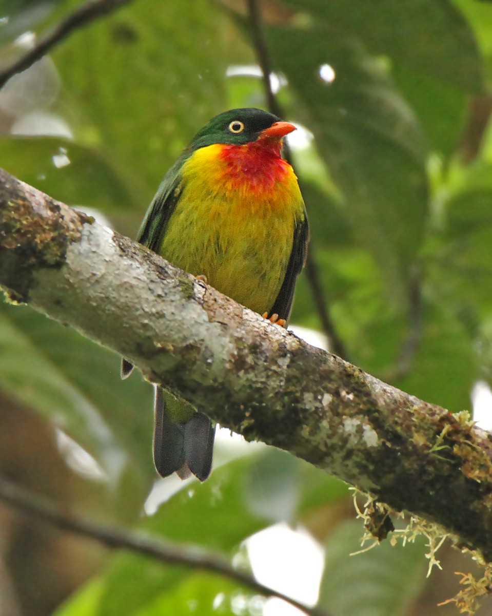 Scarlet-breasted Fruiteater - ML61004901