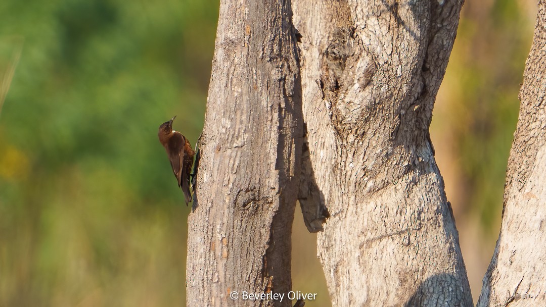 Black-tailed Treecreeper - ML610049023