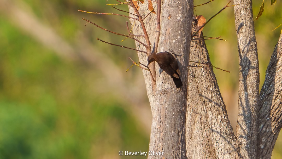 Black-tailed Treecreeper - ML610049024