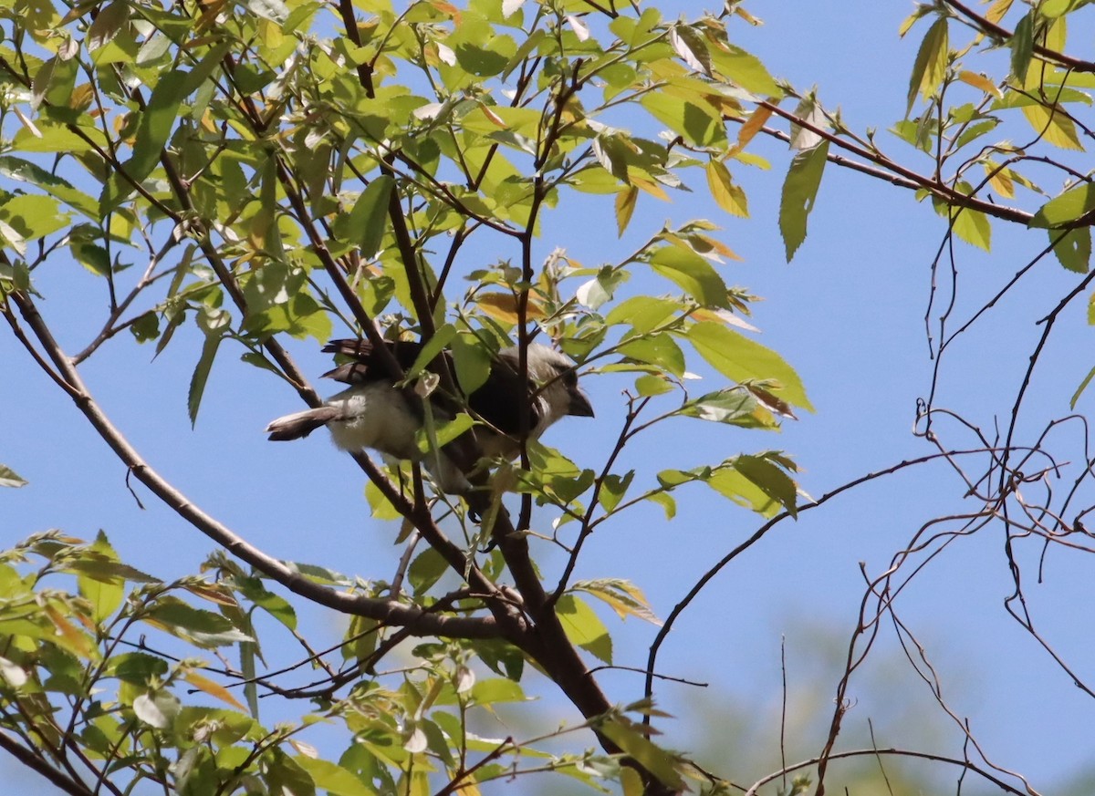 Weißkopf-Bartvogel - ML610049072