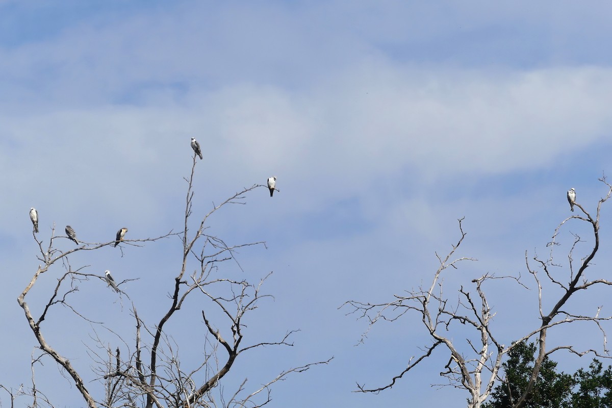 White-tailed Kite - ML610049075