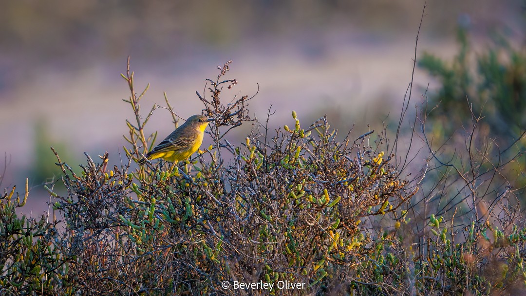 Yellow Chat - ML610049088