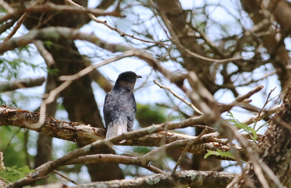 Black Cuckoo - ML610049097