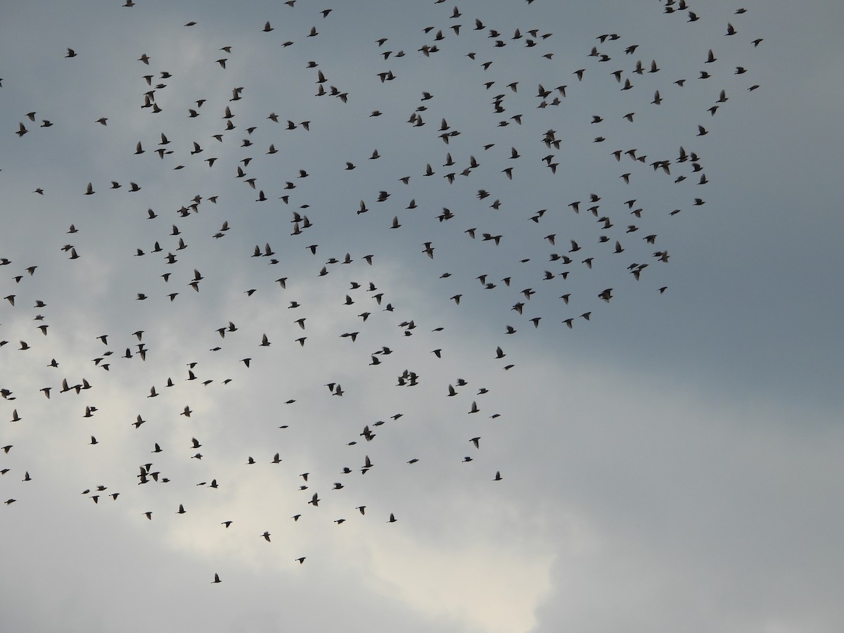 European Starling - ML610049159