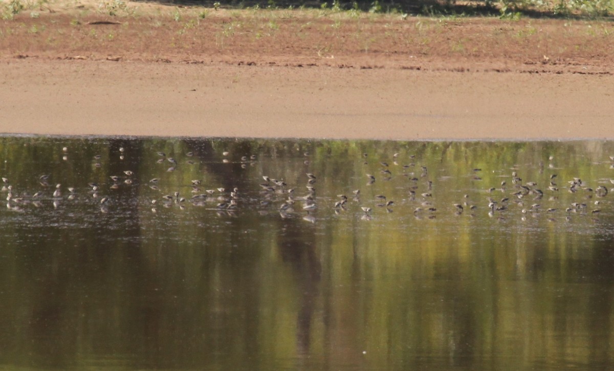 Bécasseau sanderling - ML610049199