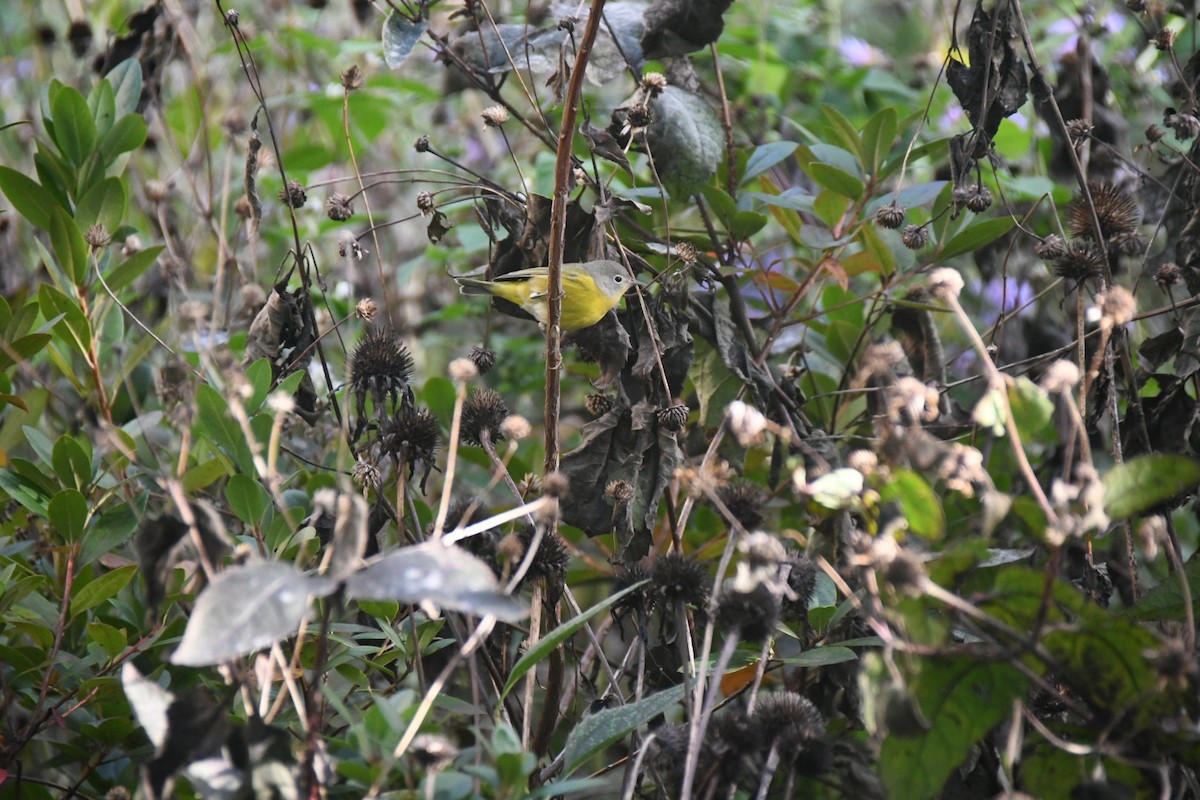 Nashville Warbler - ML610049206