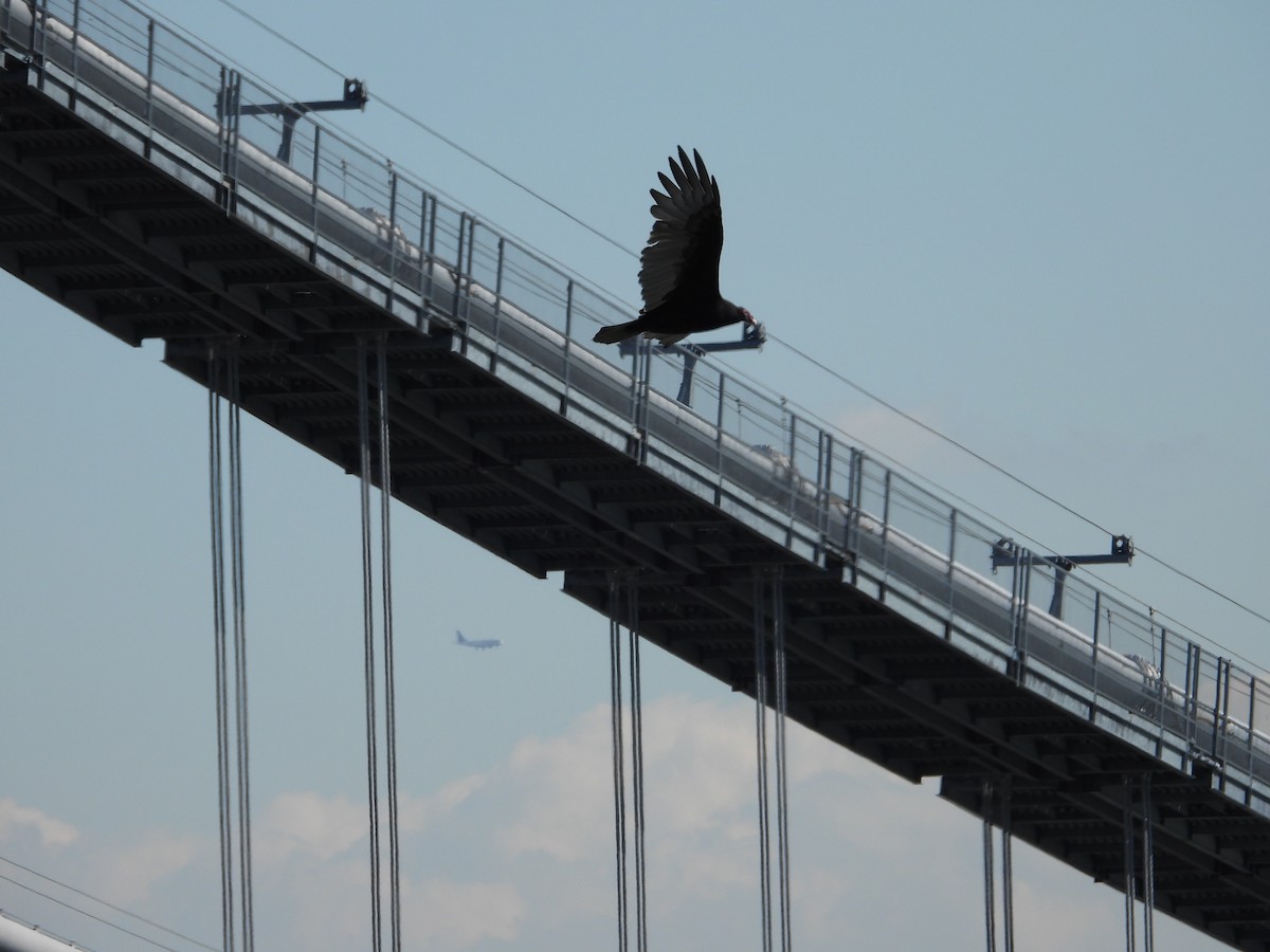 Turkey Vulture - ML610049274