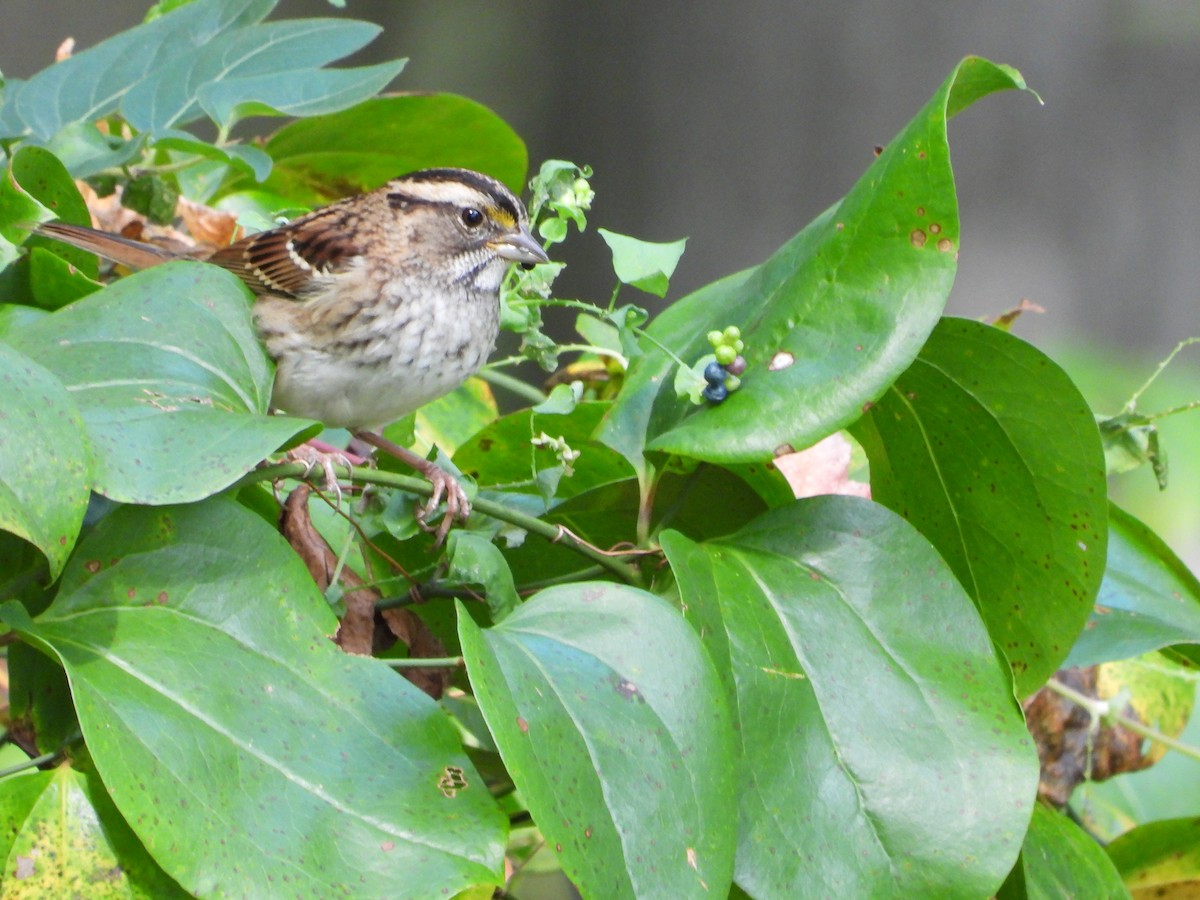 White-throated Sparrow - ML610049297