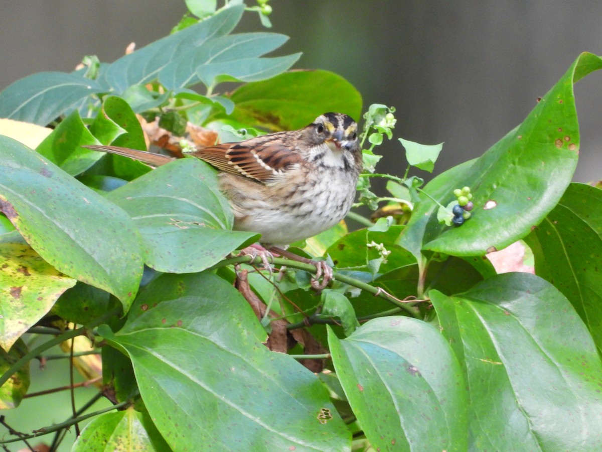 White-throated Sparrow - ML610049298