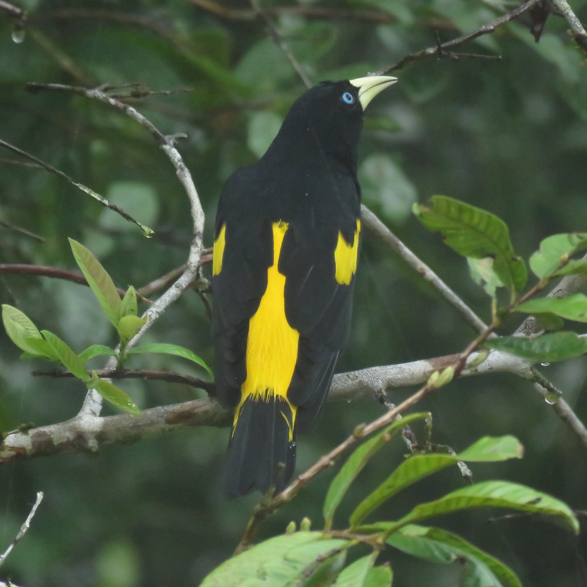 Yellow-rumped Cacique - ML610049299
