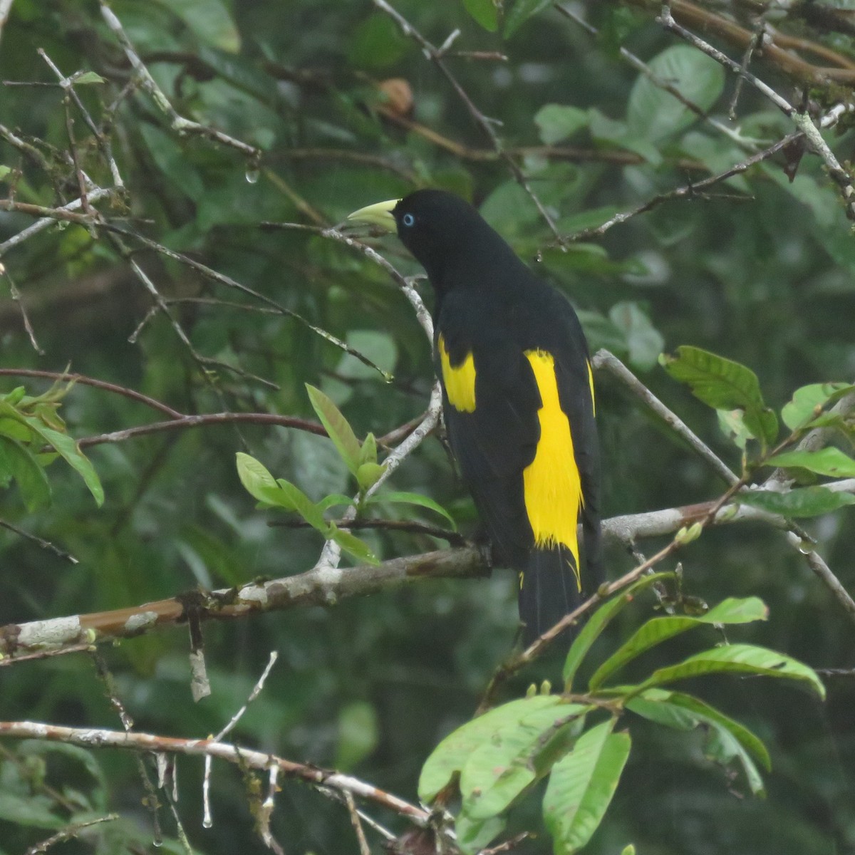 Yellow-rumped Cacique - ML610049300