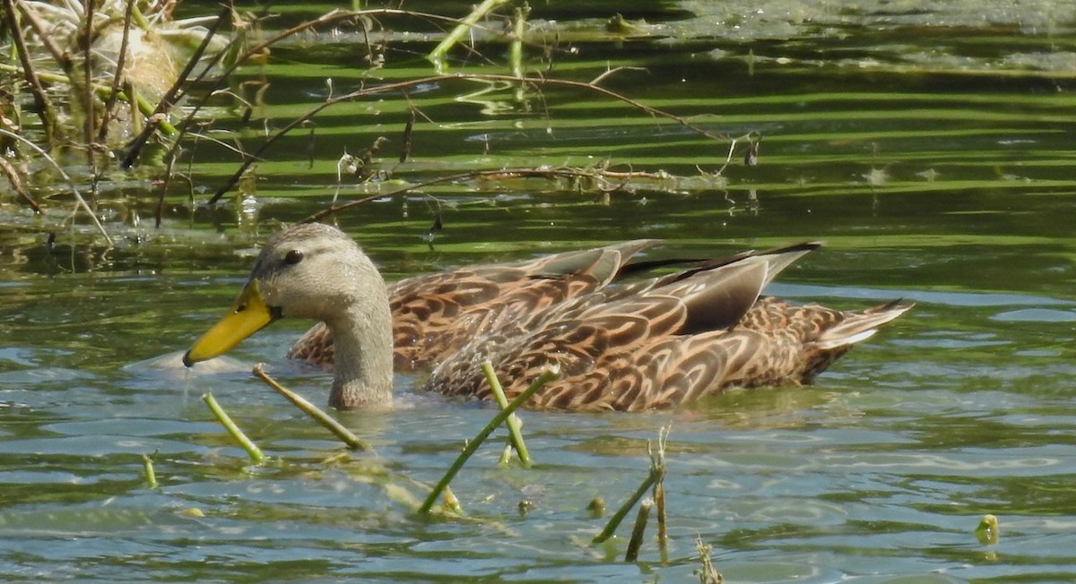 Mottled Duck (Florida) - alice horst