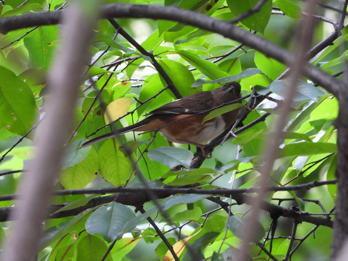 Eastern Towhee - ML610049313