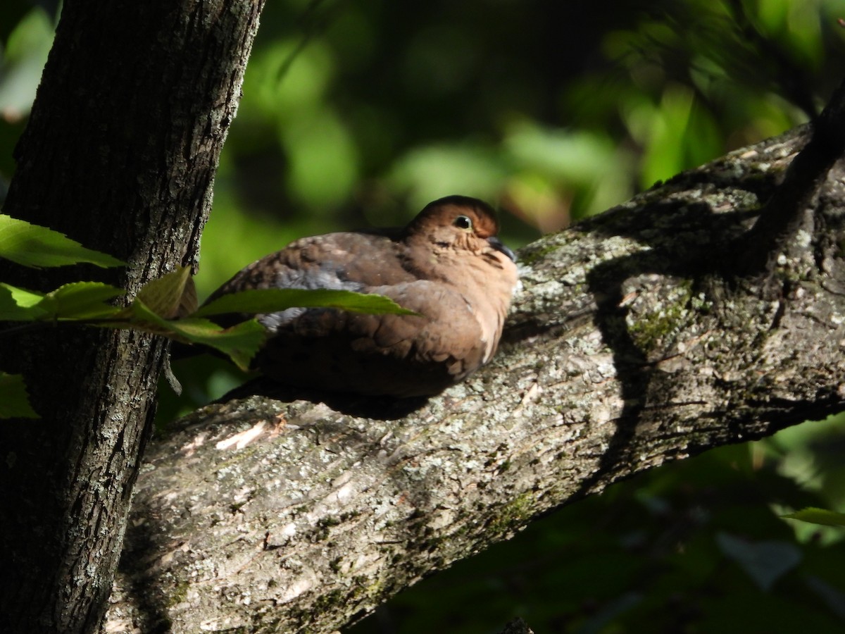 Mourning Dove - ML610049375