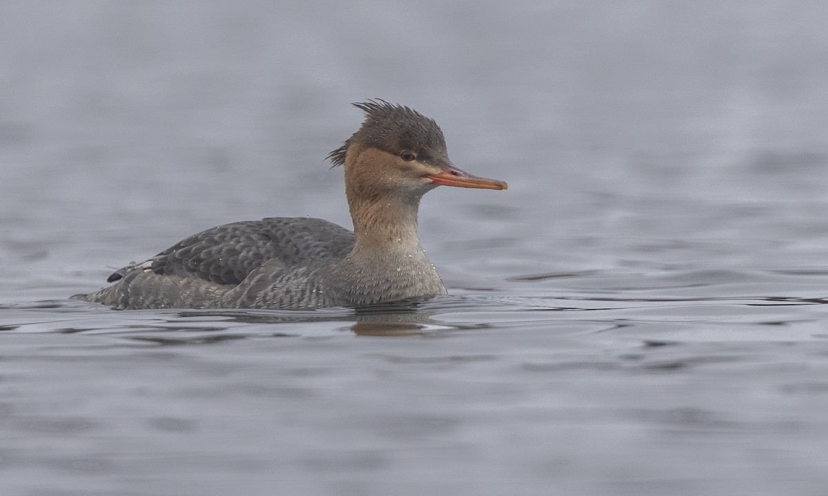 Red-breasted Merganser - ML610049382