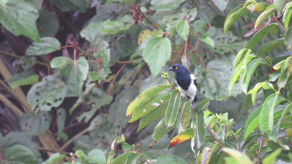 Magpie Tanager - ML610049489