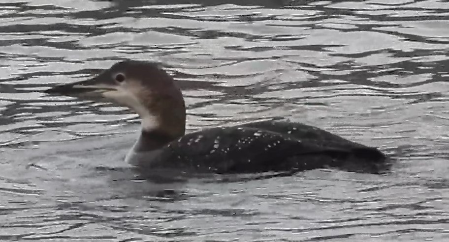 Common Loon - ML610049500