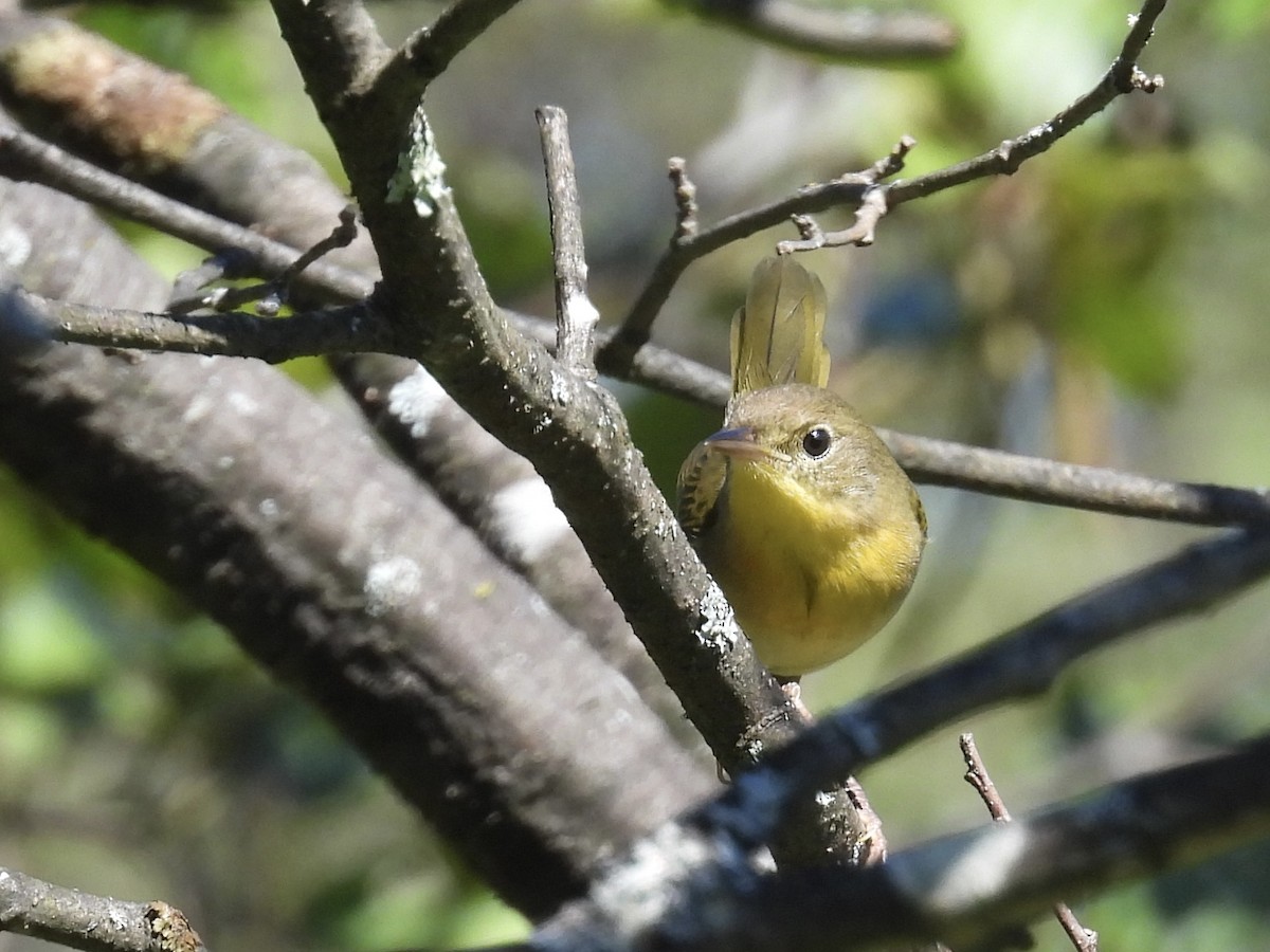 Common Yellowthroat - ML610049502