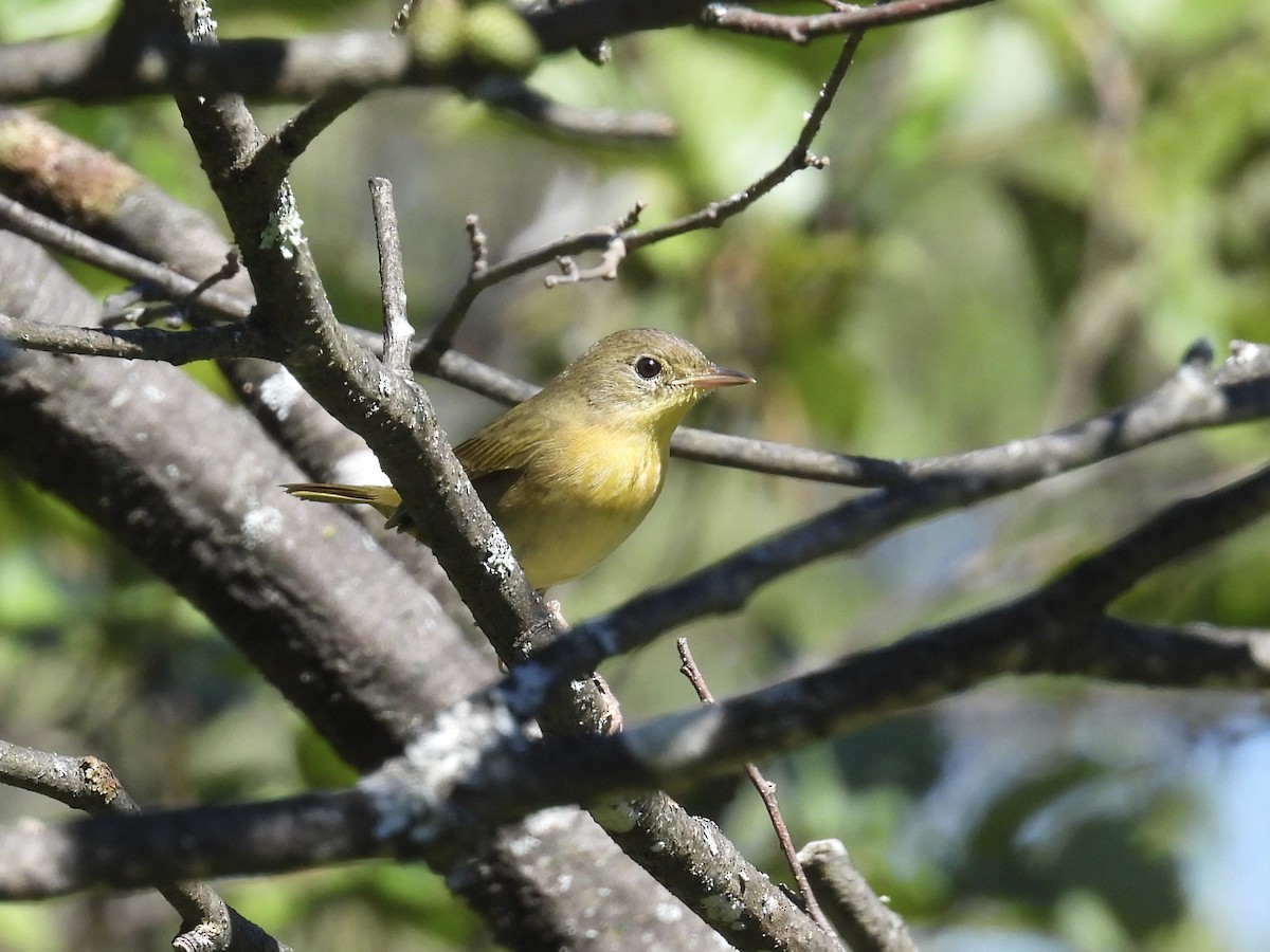 Common Yellowthroat - ML610049503