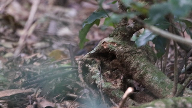 Australian Logrunner - ML610049520