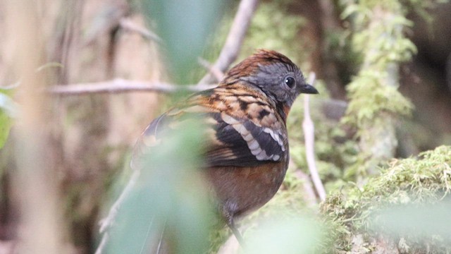 Australian Logrunner - ML610049521