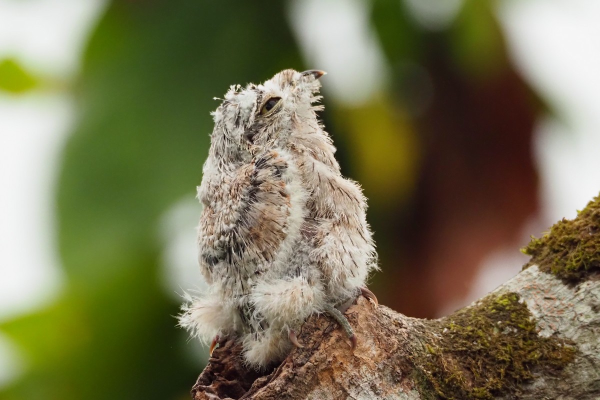 Common Potoo - Jorge Humbser